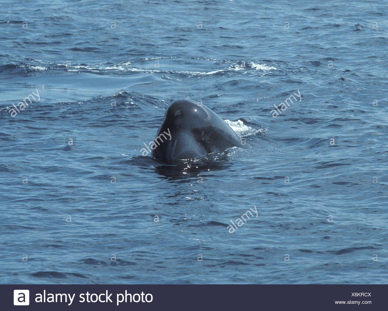 Cachalote (Physeter macrocephalus Foto de stock