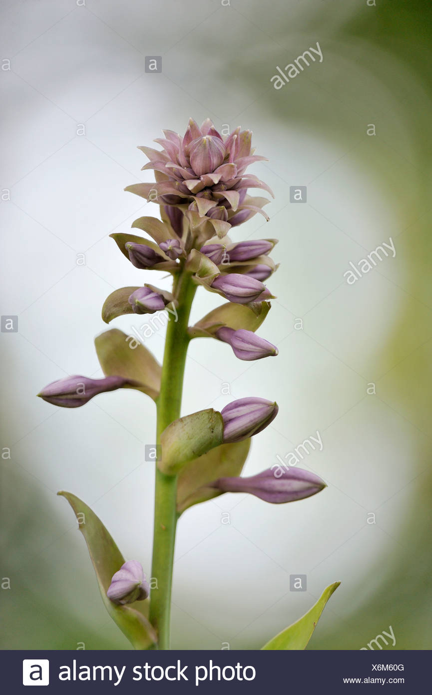 Escandinavia, Suecia, Vastergotland, Vista de flor en el jardín Foto de stock