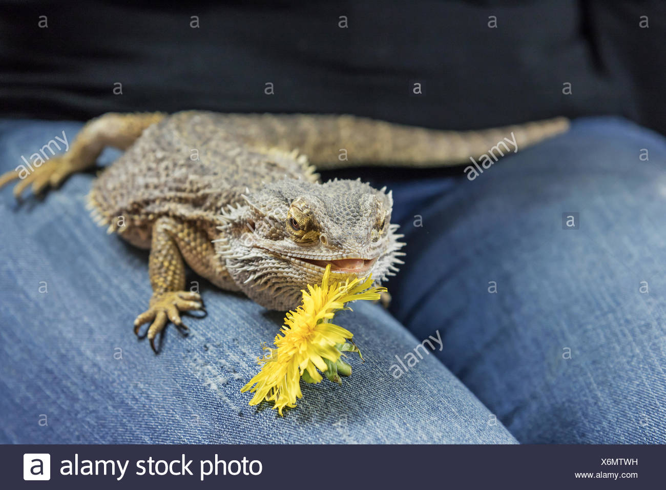Agama lagarto jaramago en el regazo femenino Foto de stock