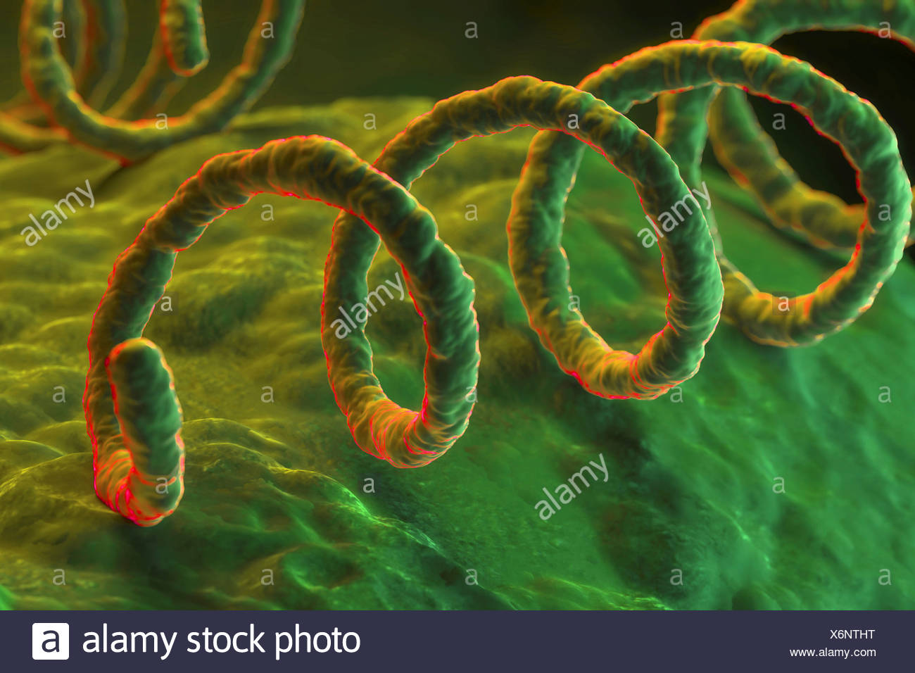 Treponema Pallidum Bacterium Fotos e Imágenes de stock Alamy Treponema Pallidum Bacterium Fotos e Imágenes de stock Alamy