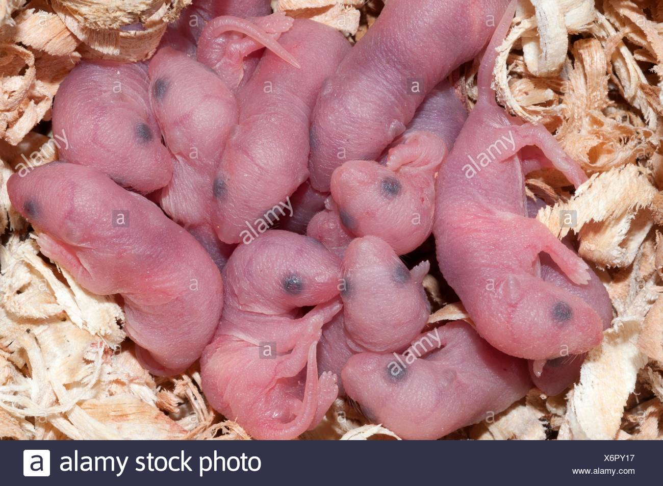 Ratones Bebe Fotos E Imagenes De Stock Alamy