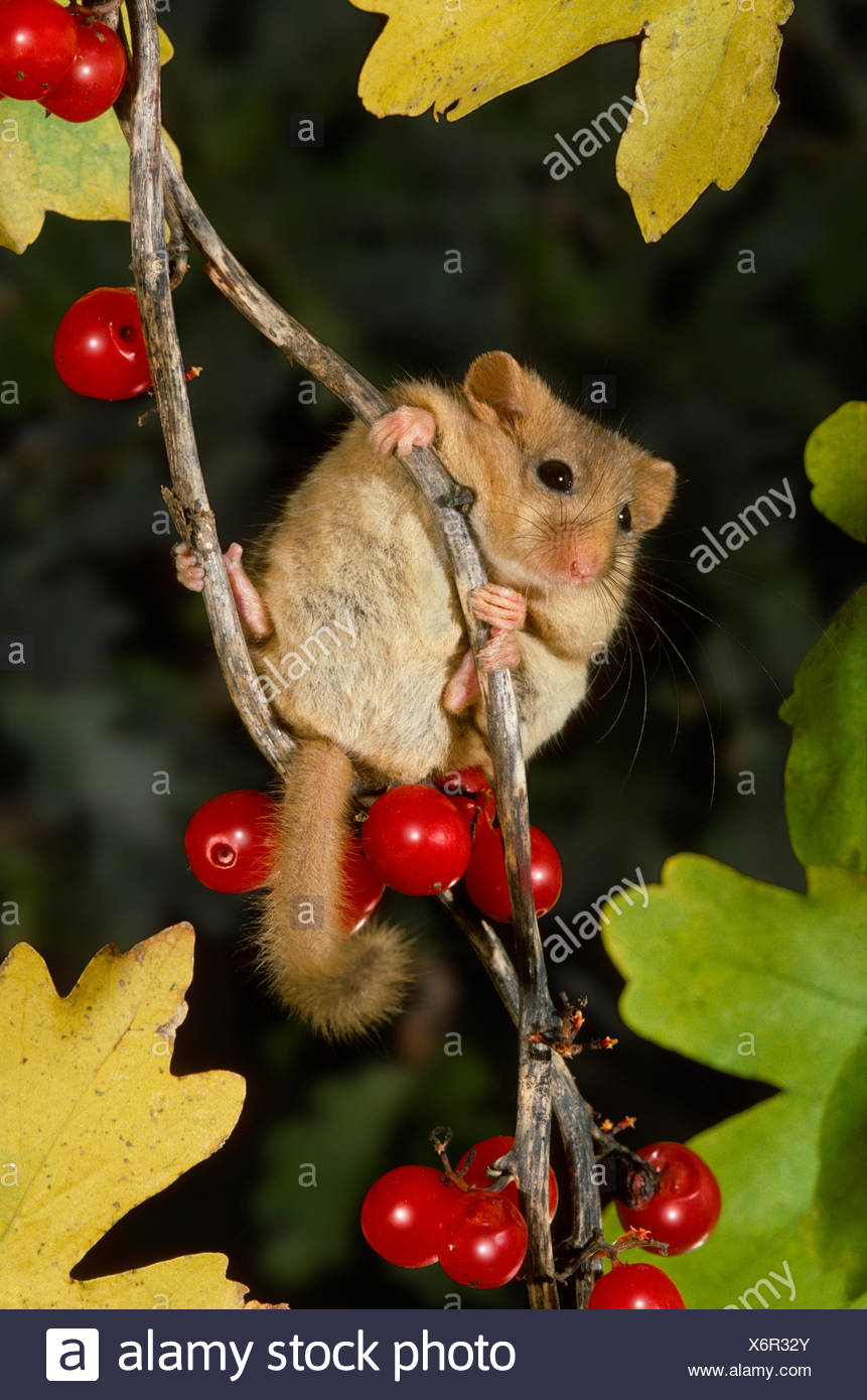 Muscardinus avellanarius Hazel Lirón - Foto de stock