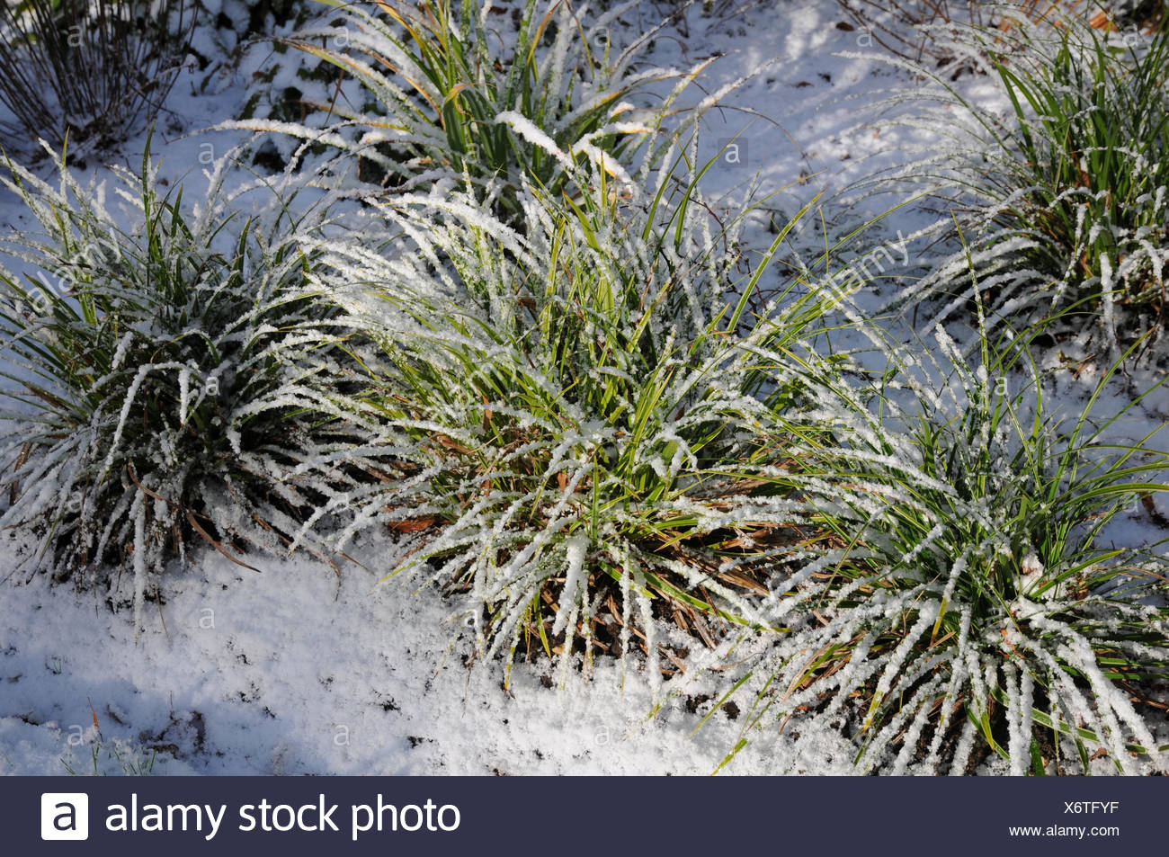 Juncias Japones Fotografia De Stock Alamy