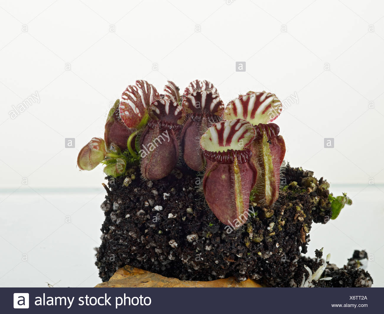 Planta De Jarra Blanca Fotos e Imágenes de stock Alamy