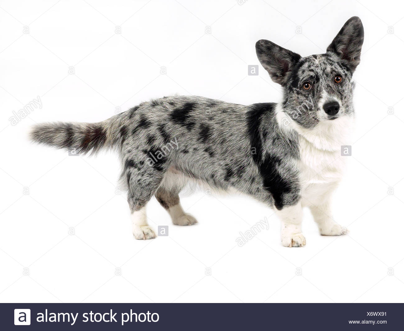 Una corgie cardigan color Merle. Foto de stock