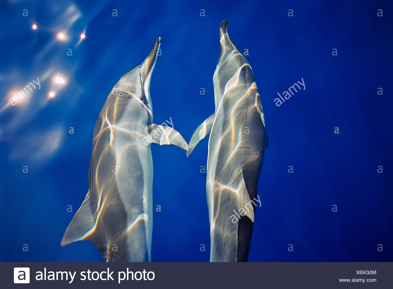 Delfines hawaiano, Stenella longirostris longirostris, comunicando con aletas pectorales mientras bow-caballo Foto de stock
