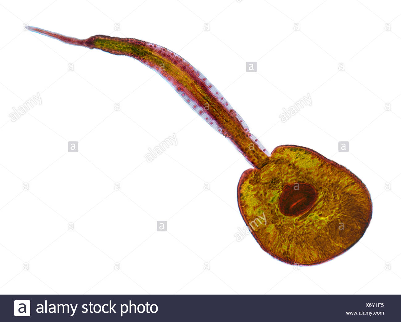 Larva de Fluke, luz micrograph Foto de stock