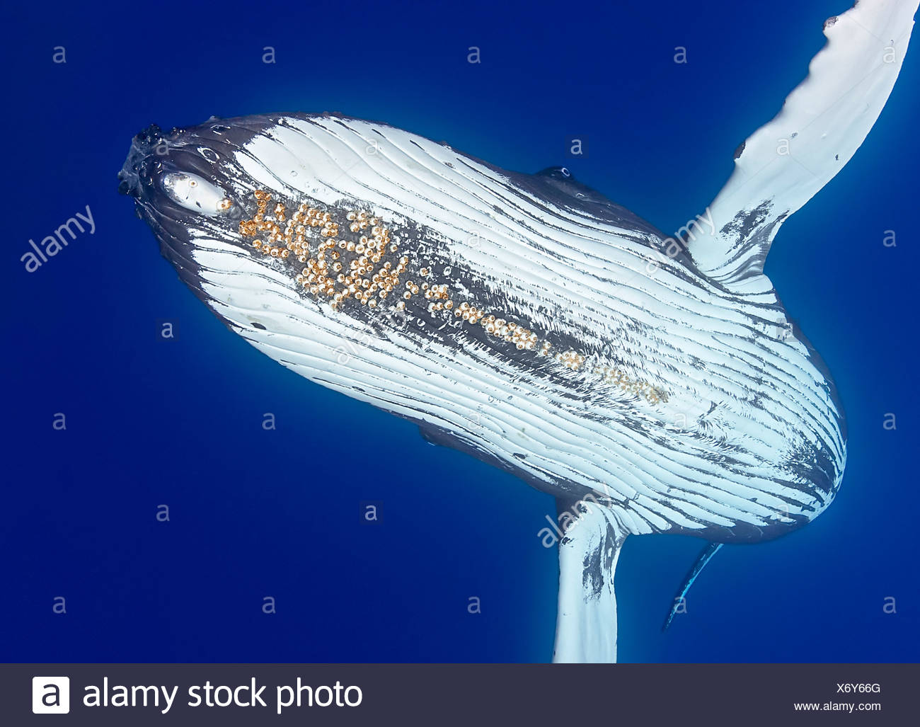 La ballena jorobada (Megaptera novaeangliae), con bellota parasitaria percebes adjunta bajo el mentón (Cornula diaderma) Foto de stock
