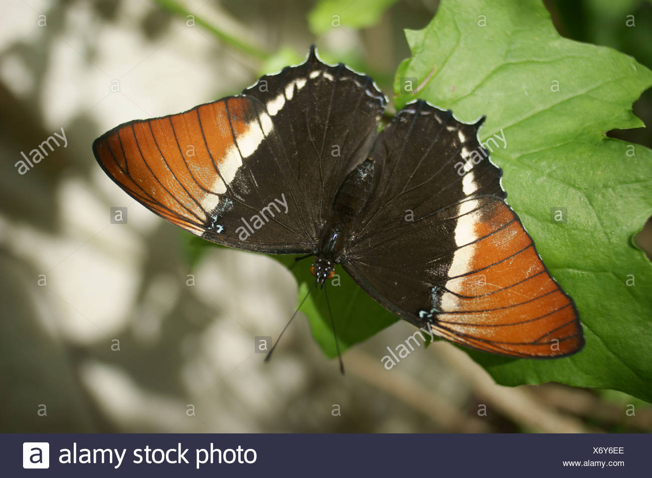 Mariposa Foto de stock