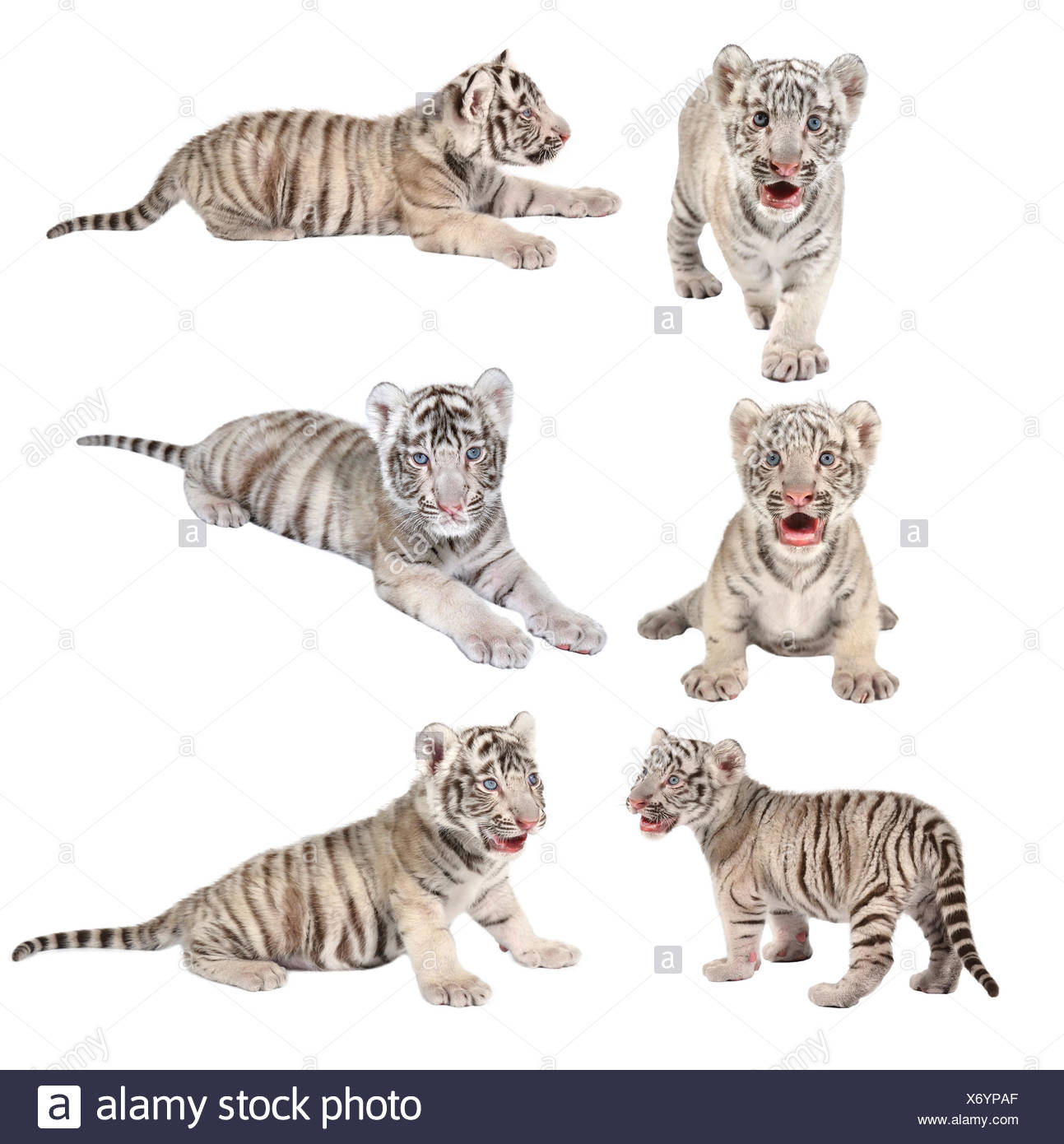 Bebe Tigre De Bengala Blanco Aislado Sobre Fondo Blanco Fotografia De Stock Alamy