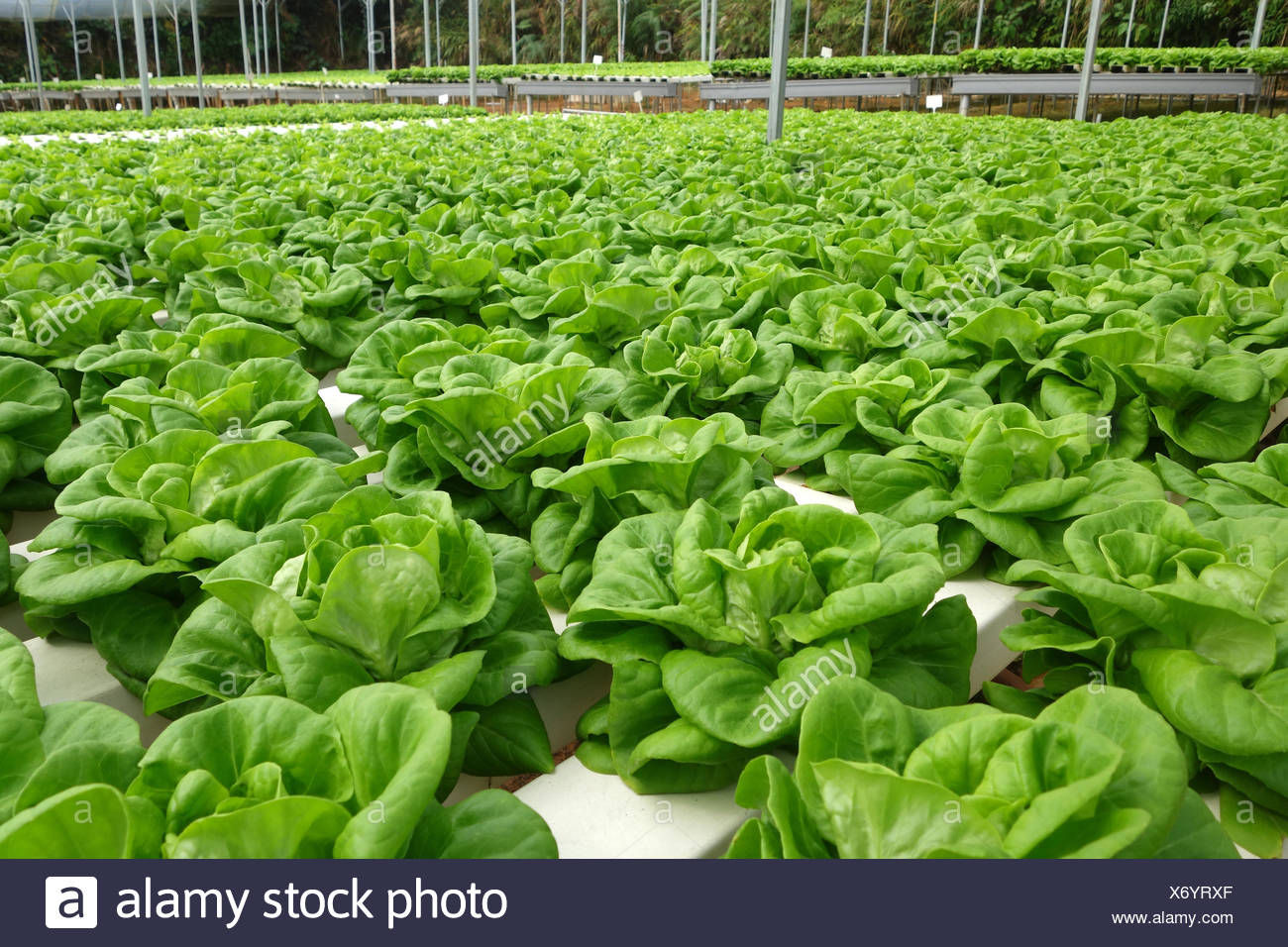 Invernadero comercial soilless cultivo de hortalizas Foto de stock