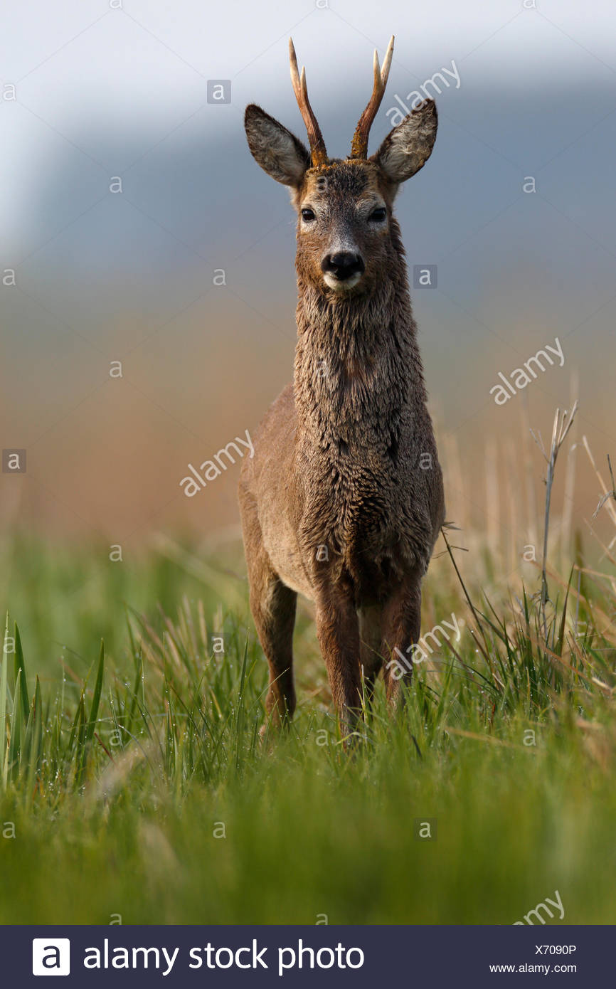 Unión corzo (Capreolus capreolus), Buck en un prado, cambio de abrigo, abrigo de invierno y de verano, Parque Natural Peental Foto de stock