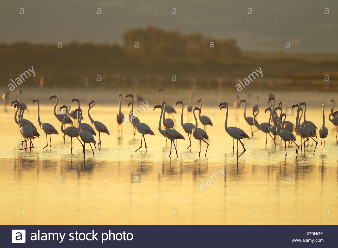 Gran grupo de flamencos, Región de Oristano, en Cerdeña, Italia Foto de stock