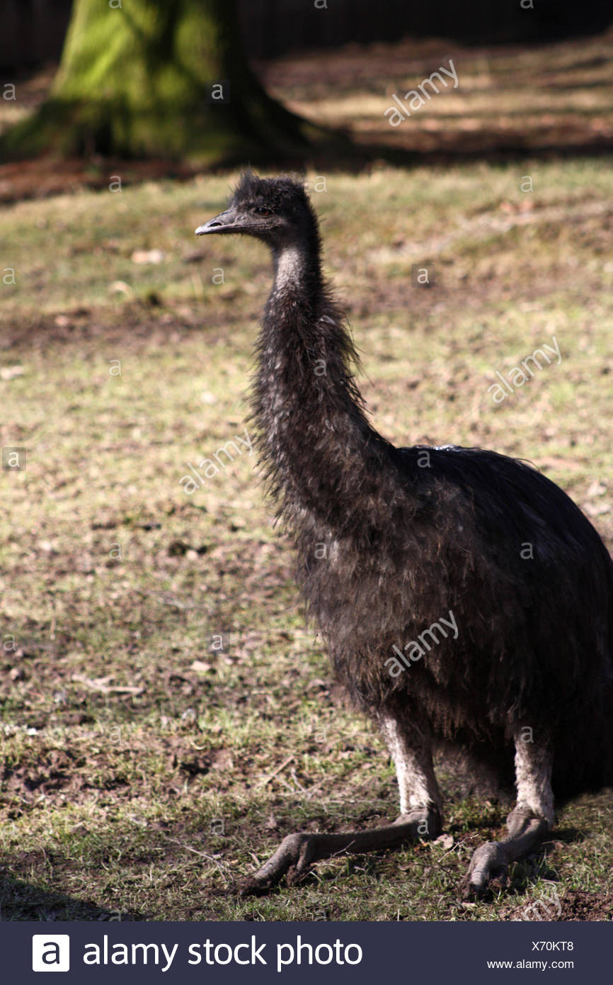Animales Aves Aves Pones Sentado Sentarse Cursorial Aves Emu Animales Aves Aves Fotografia De Stock Alamy