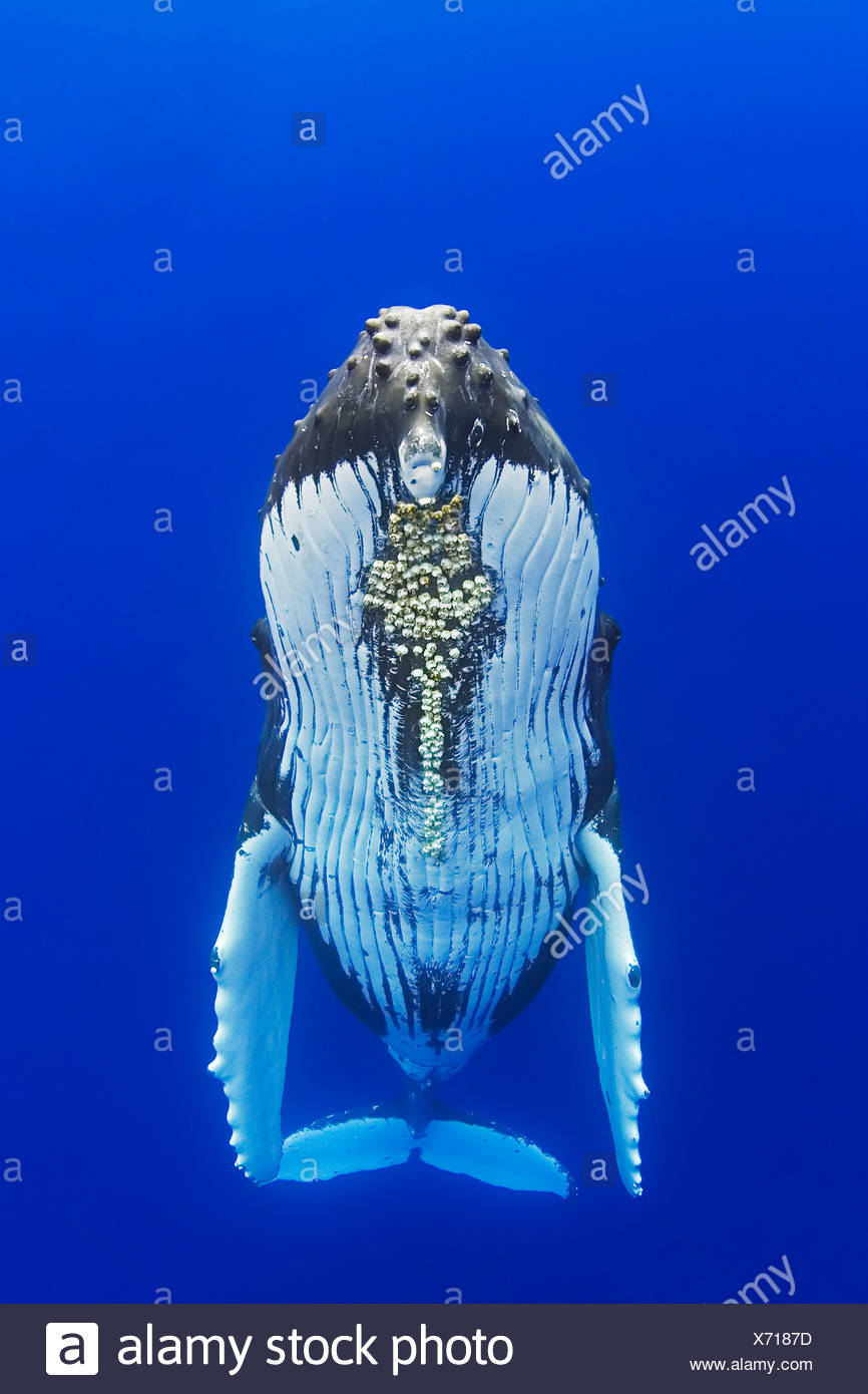 Ballena jorobada Foto de stock