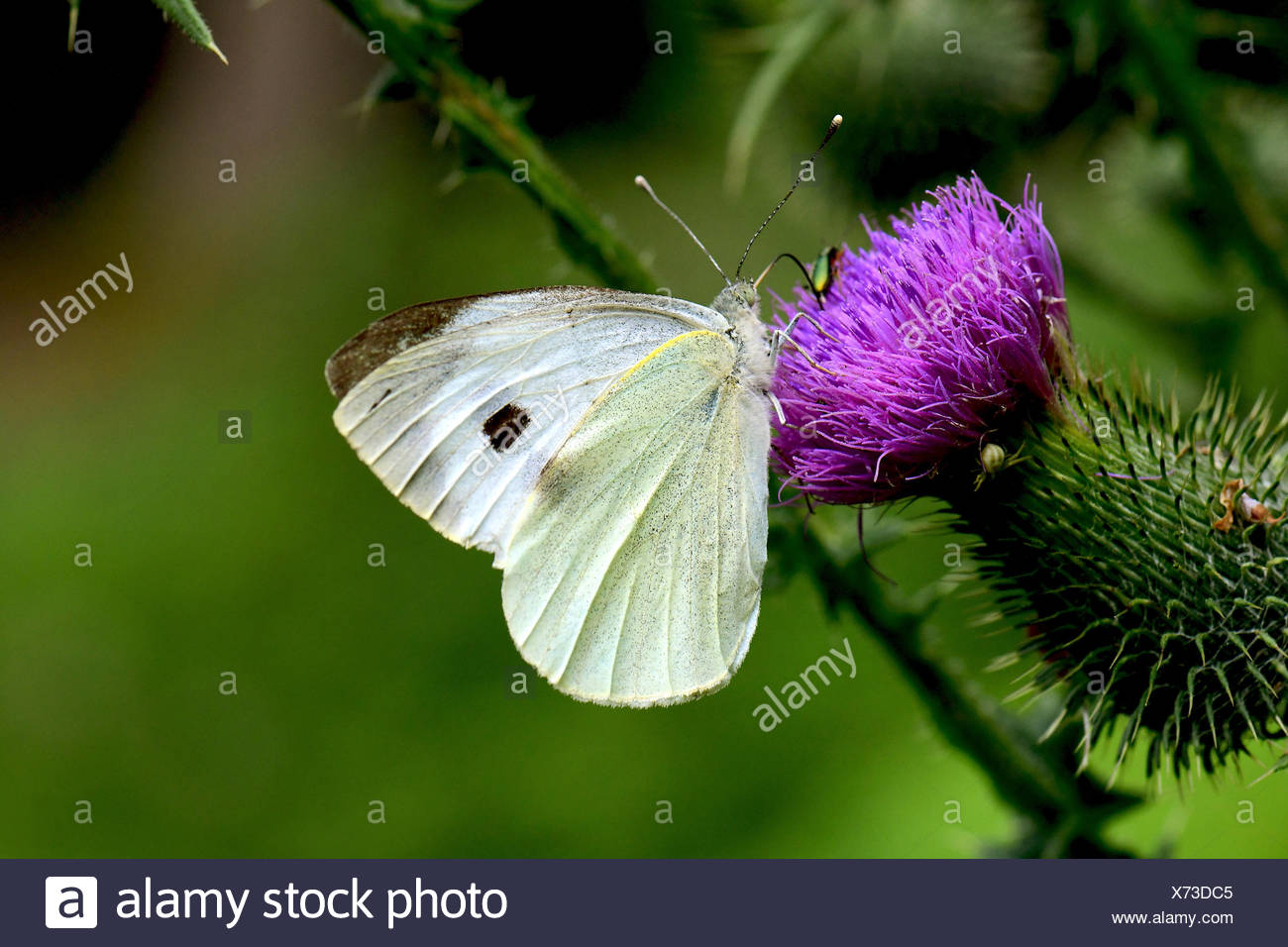 (Pieris rapae blanco grande), chupando el néctar de la floración (Cardo Cirsium sp.). Foto de stock