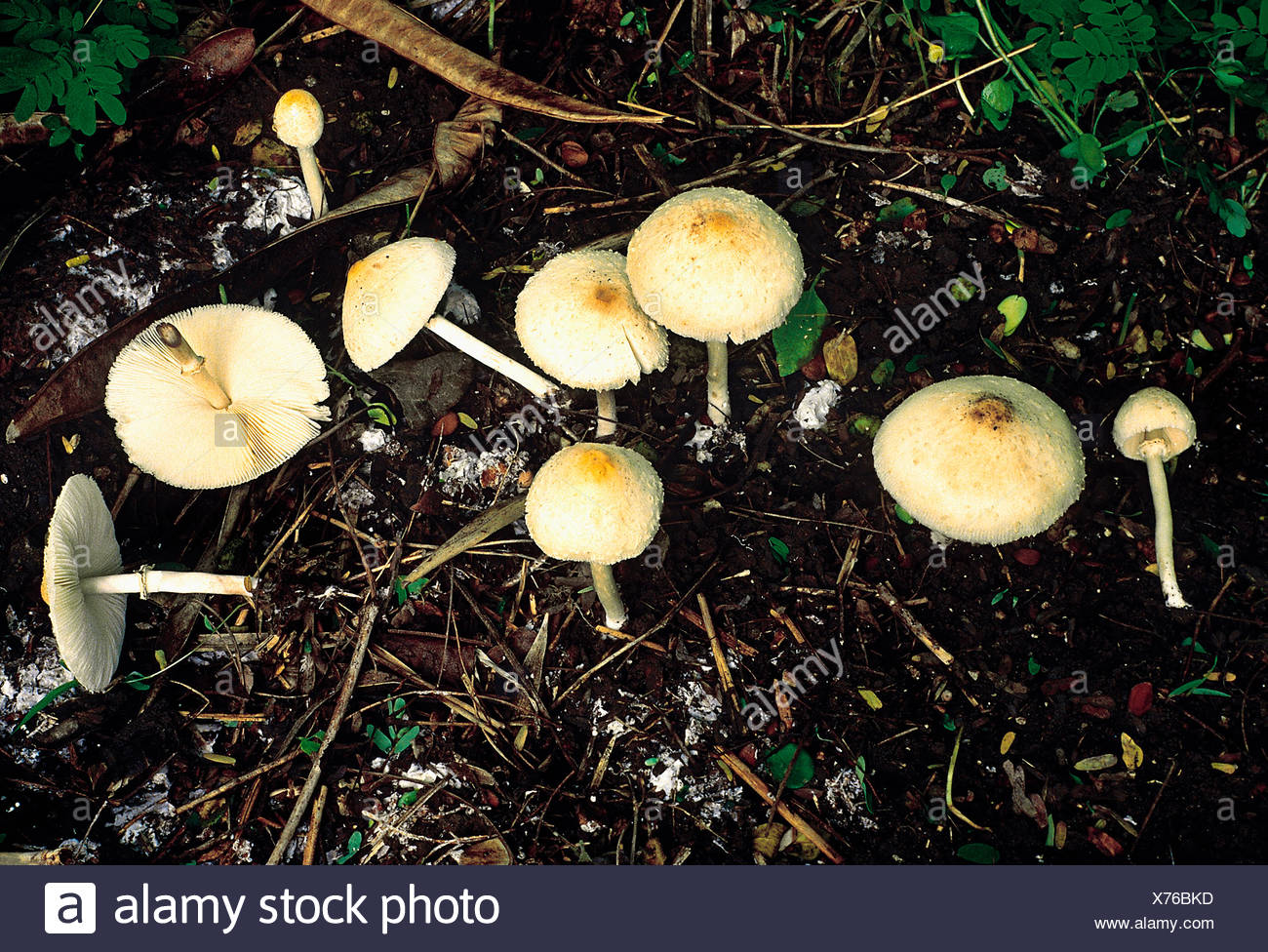 pic Orden Agaricales https www alamy es clase homobasidiomycetes serie hymenomycetes orden agaricales un grupo de grandes hongos que crecen en suelos ricos en humus image279809361 html