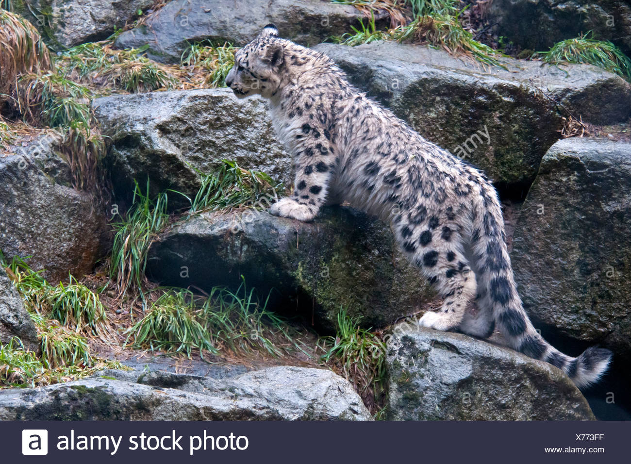 Leopard Standing On Rock Fotos E Imagenes De Stock Alamy Leopard Standing On Rock Fotos E Imagenes De Stock Alamy