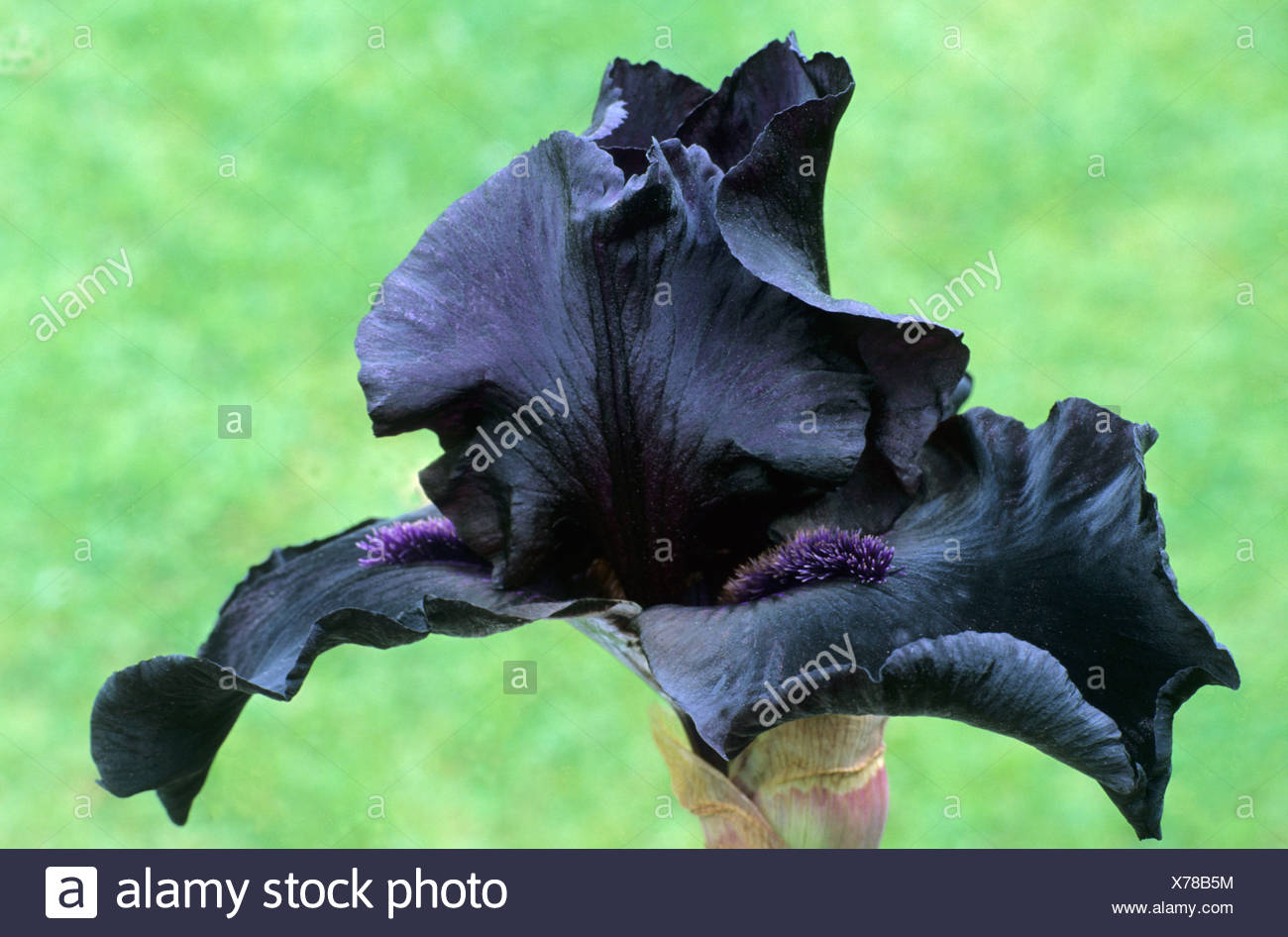 Iris "antes de la tormenta", Tall barbudo, jardín de flores de lirios flores negras Foto de stock