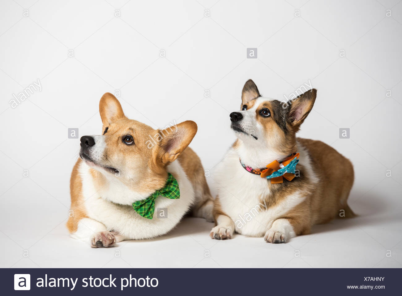 Pembroke Welsh Corgis Foto de stock