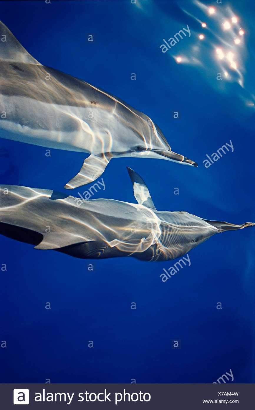 Delfines hawaiano, Stenella longirostris longirostris, comunicando con aletas pectorales mientras bow-caballo Foto de stock