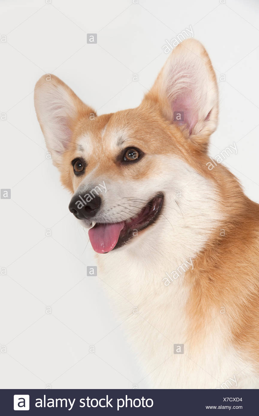 Welsh Corgi pembroke) (cabeza de perro, estudio, studio, fondo blanco. Foto de stock