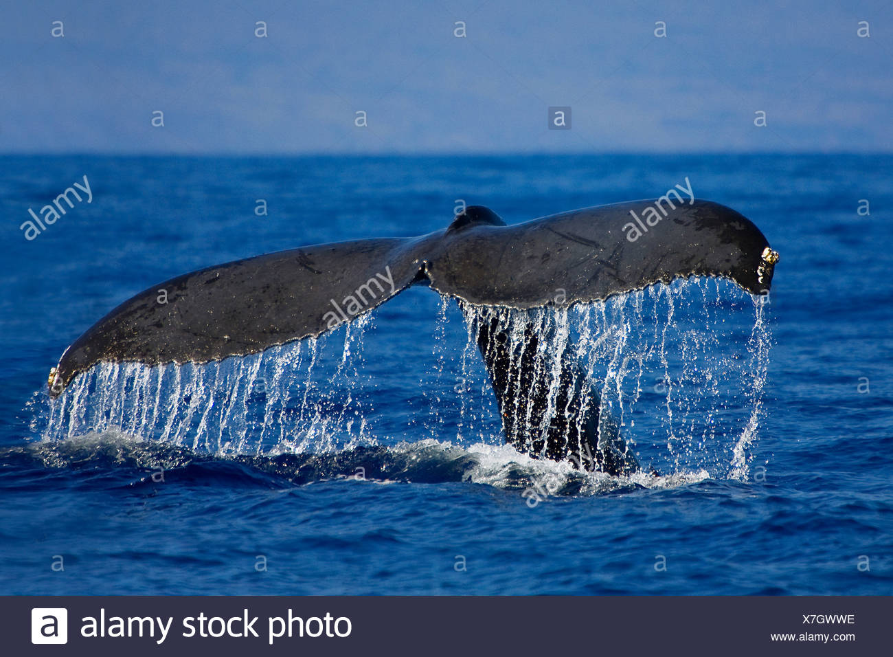 La ballena jorobada, Megaptera novaeangliae, Hawaii, USA, Océano Pacífico Foto de stock