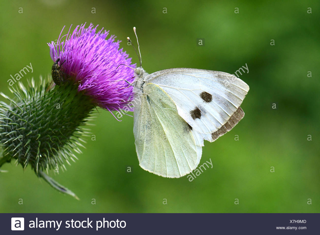 (Pieris rapae blanco grande), chupando el néctar de la floración (Cardo Cirsium sp.). Foto de stock