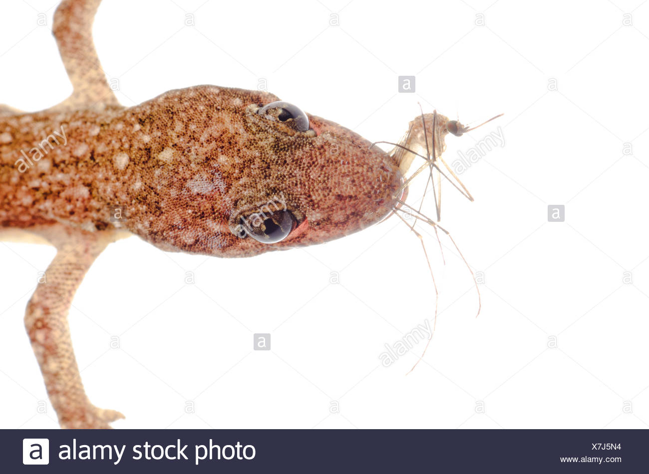 Gecko and Mosquito
