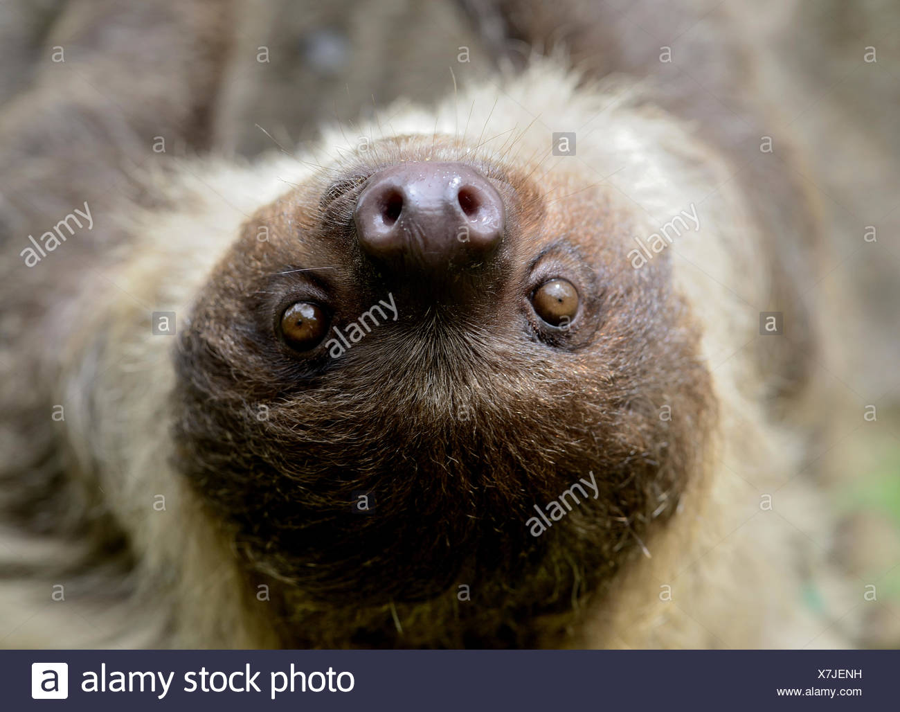 Unau / dos dedos cada sloth (Choloepus didactylus) retrato Guayana Francesa Foto de stock