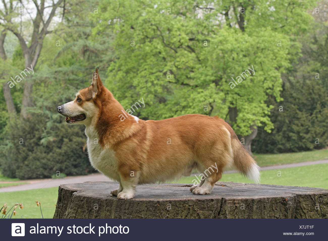 Welsh Corgi Pembroke sobre un tocón de árbol Foto de stock