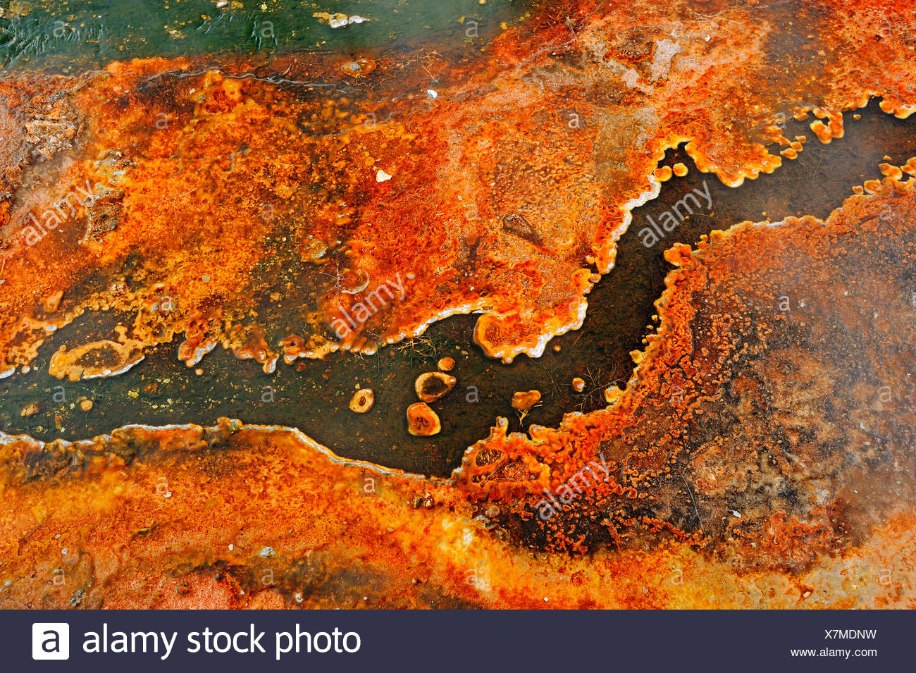 Esteras bacterianas de algas y depósitos minerales en una fuente termal, Biscuit Basin, el Parque Nacional Yellowstone, Wyoming, EE.UU. Foto de stock