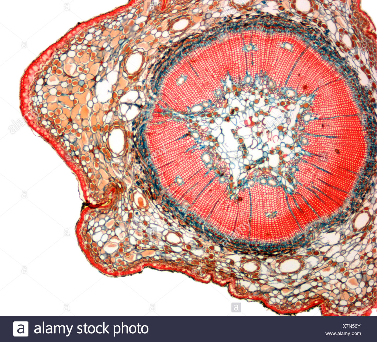 Cork Cambium Fotos e Imágenes de stock Alamy