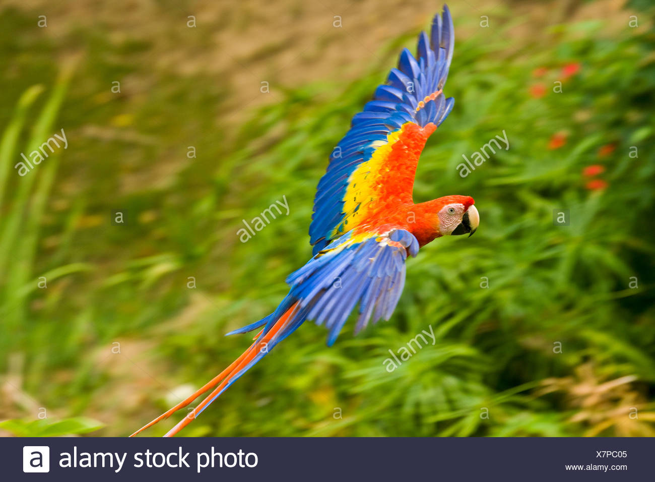 Resultado de imagen para guacamaya roja volando