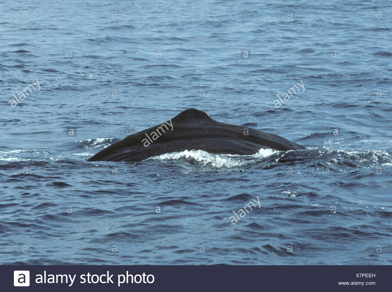 Cachalote (Physeter macrocephalus Foto de stock