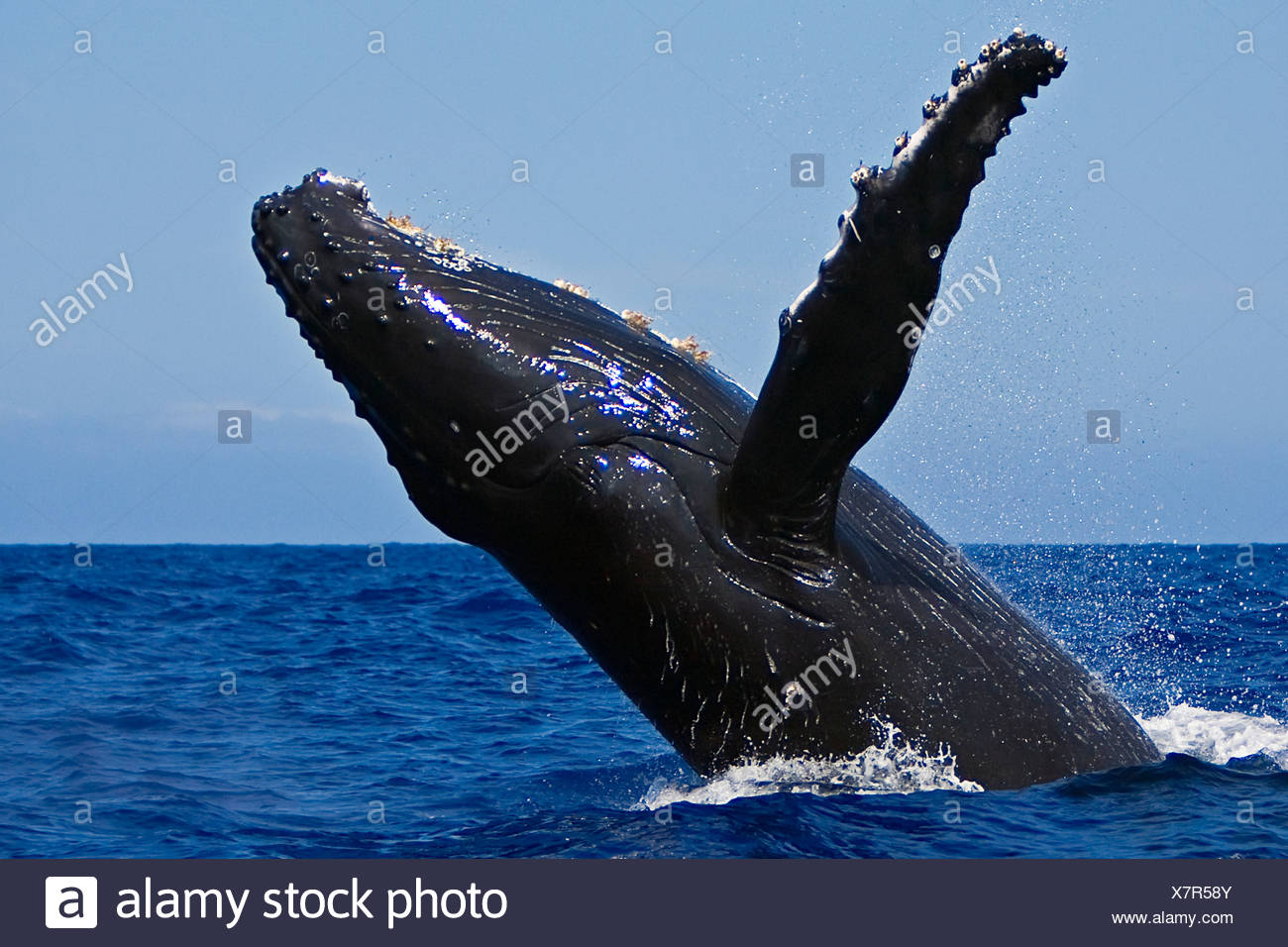 La ballena jorobada, Megaptera novaeangliae Foto de stock