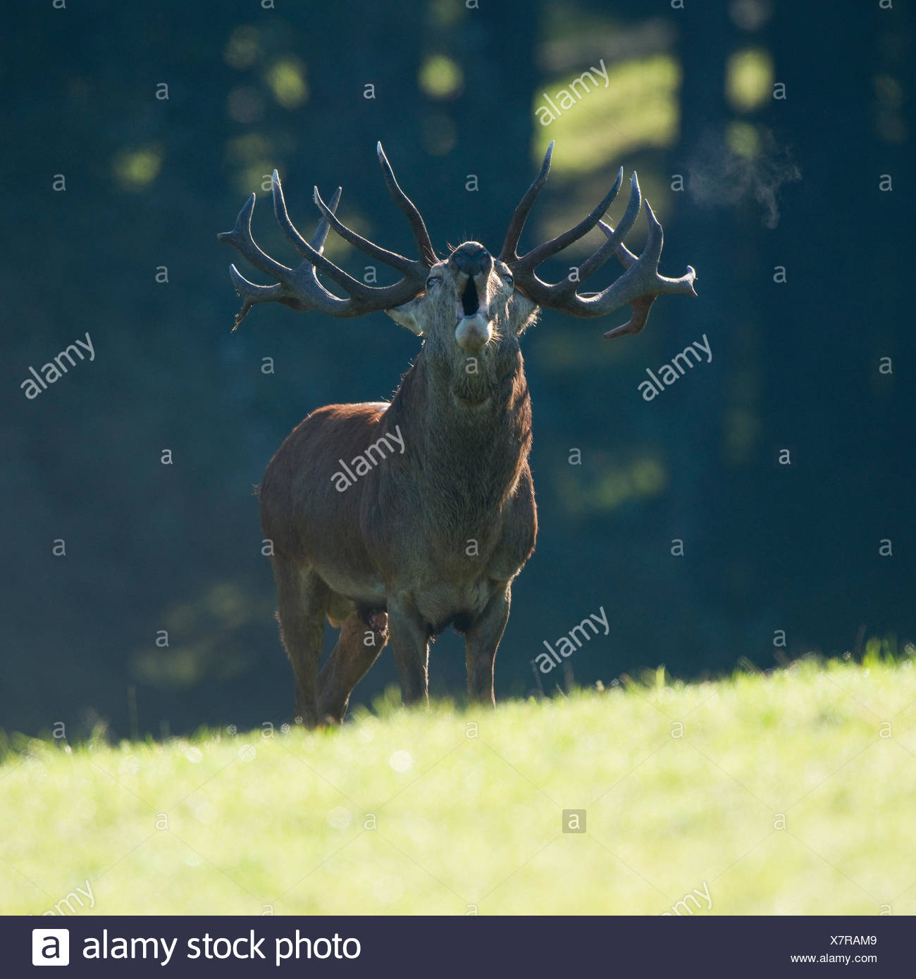 Ciervo rojo (Cervus bugRMing eRMaphus), en la rutina, cautiva, Sajonia, Alemania RMower Foto de stock