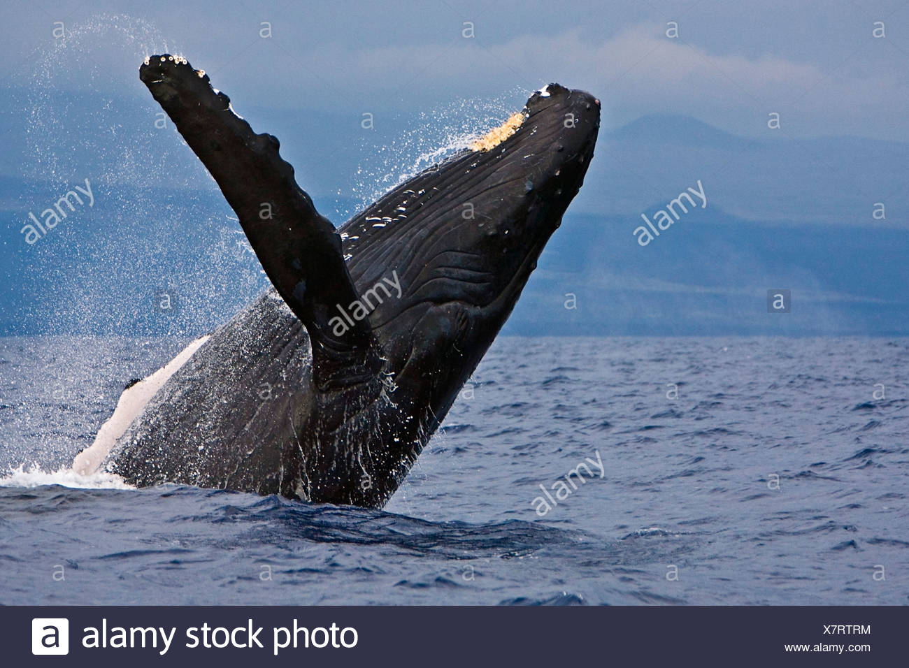 La ballena jorobada, Megaptera novaeangliae Foto de stock