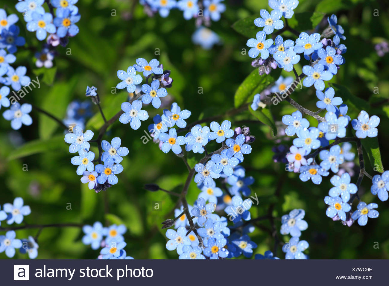 Flor Flores Flora Primavera Antecedentes Macro Misa Myosotis Close Up Forget Me Not Azul Flor Brillante De Cerca Col Fotografia De Stock Alamy