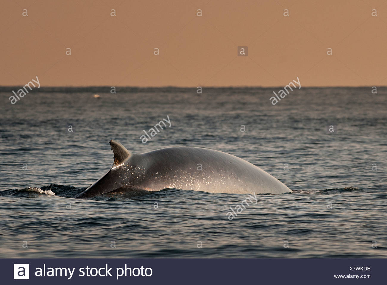 Rorcual común emergiendo del agua Foto de stock