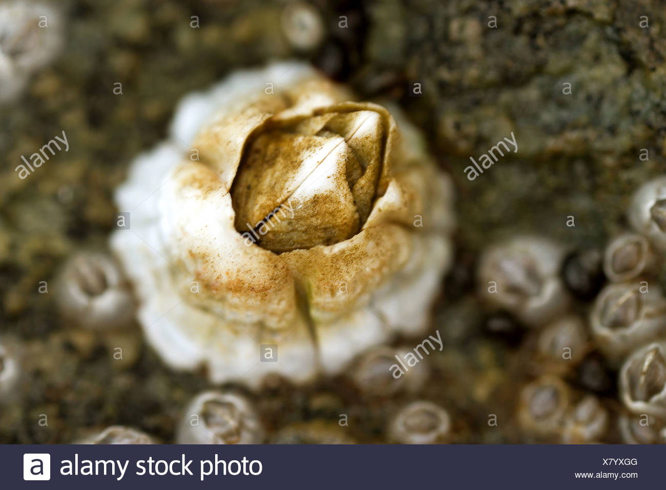 Percebe (Balanus spec.), macro shot, Noruega Troms, Tromsoe Foto de stock