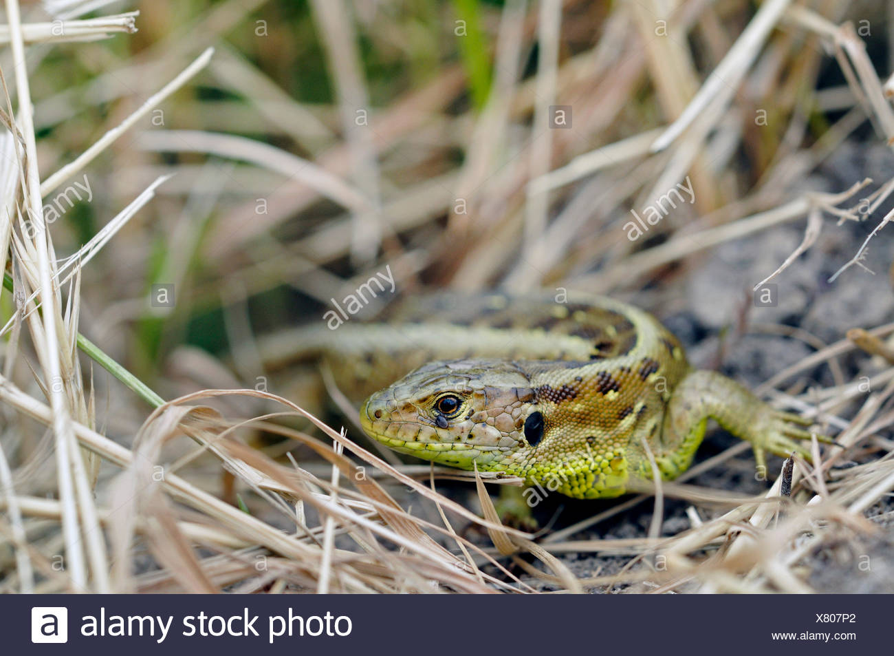 Lagarto de arena (Lacerta agilis), hembra delante de retiro, Alemania Foto de stock