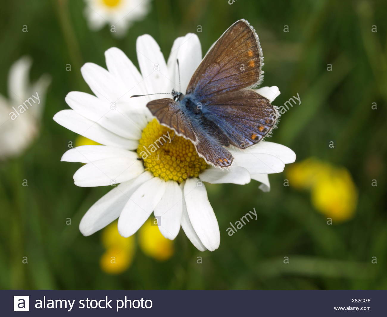 Las Nuevas Especies De Mariposas Mas Raras Descubiertas En Espana