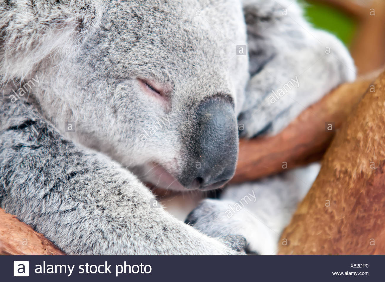 Adorable Oso Koala Tomando Una Siesta Durmiendo En Un Arbol Fotografia De Stock Alamy Adorable Oso Koala Tomando Una Siesta Durmiendo En Un Arbol Fotografia De Stock Alamy