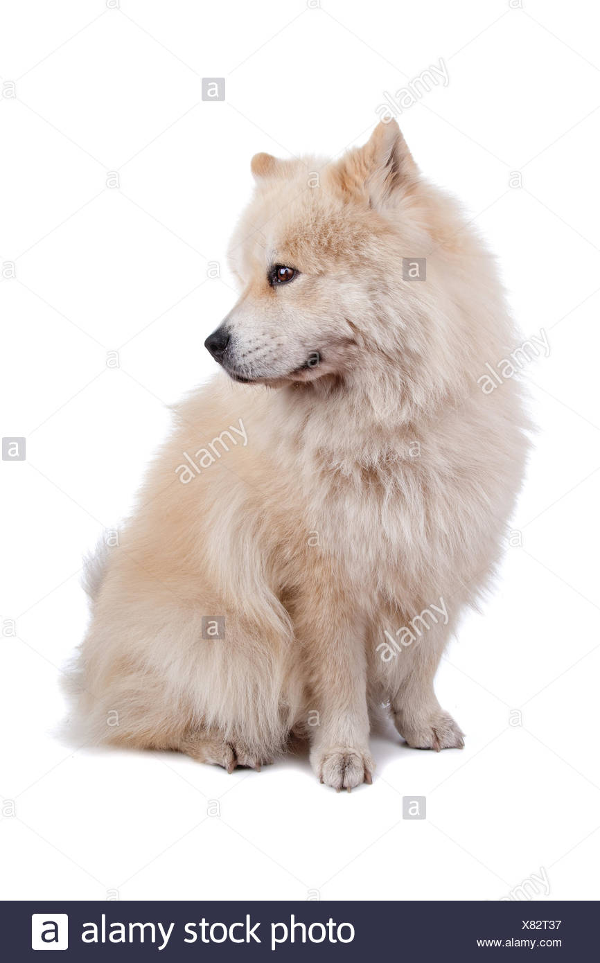 Mezclar Chow Chow Y Samoyedo Fotografia De Stock Alamy