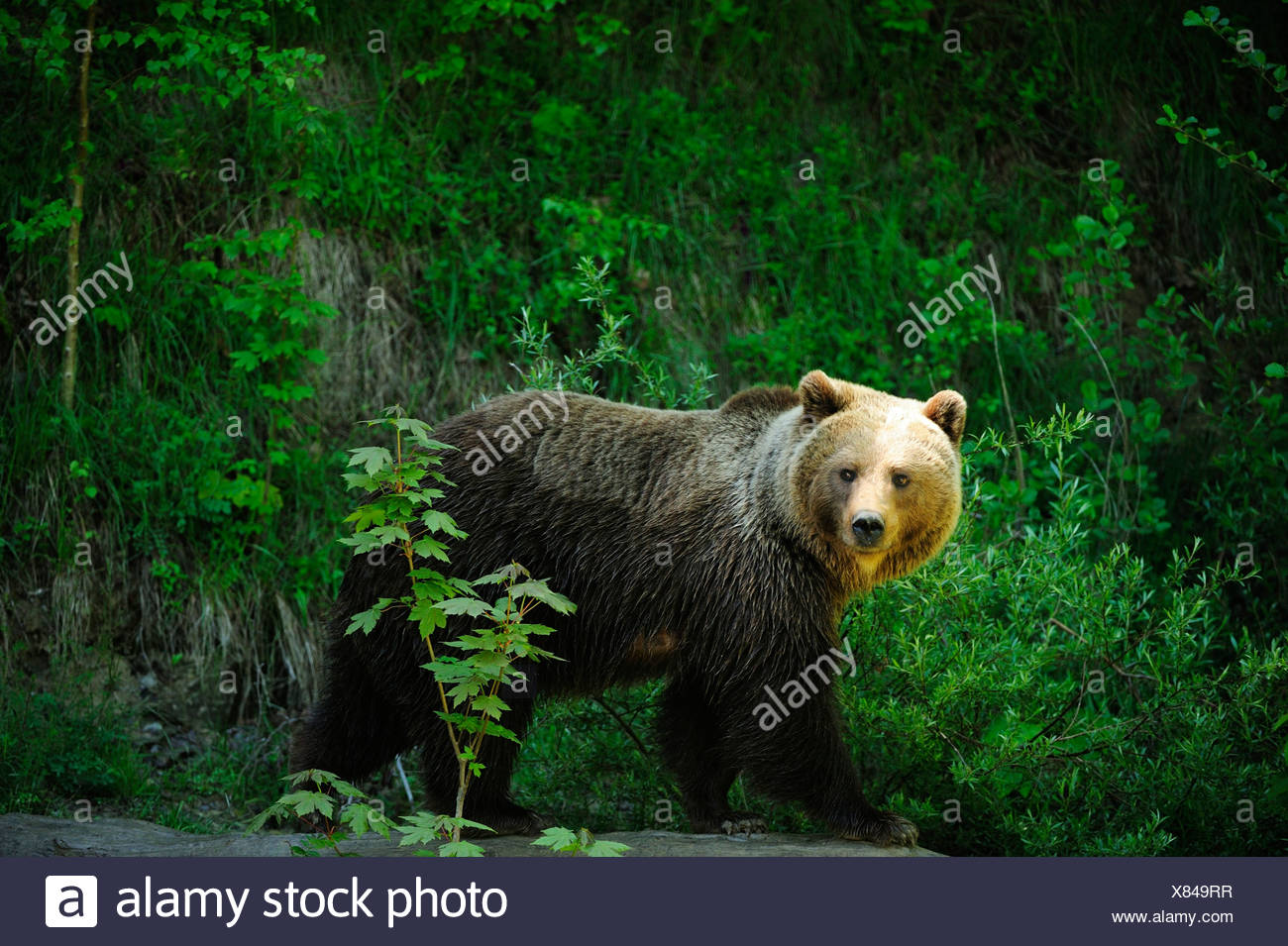 Oso pardo (Ursus arctos), el Zoo de Langenberg, Adliswil, Cantón de Zurich, Suiza Foto de stock