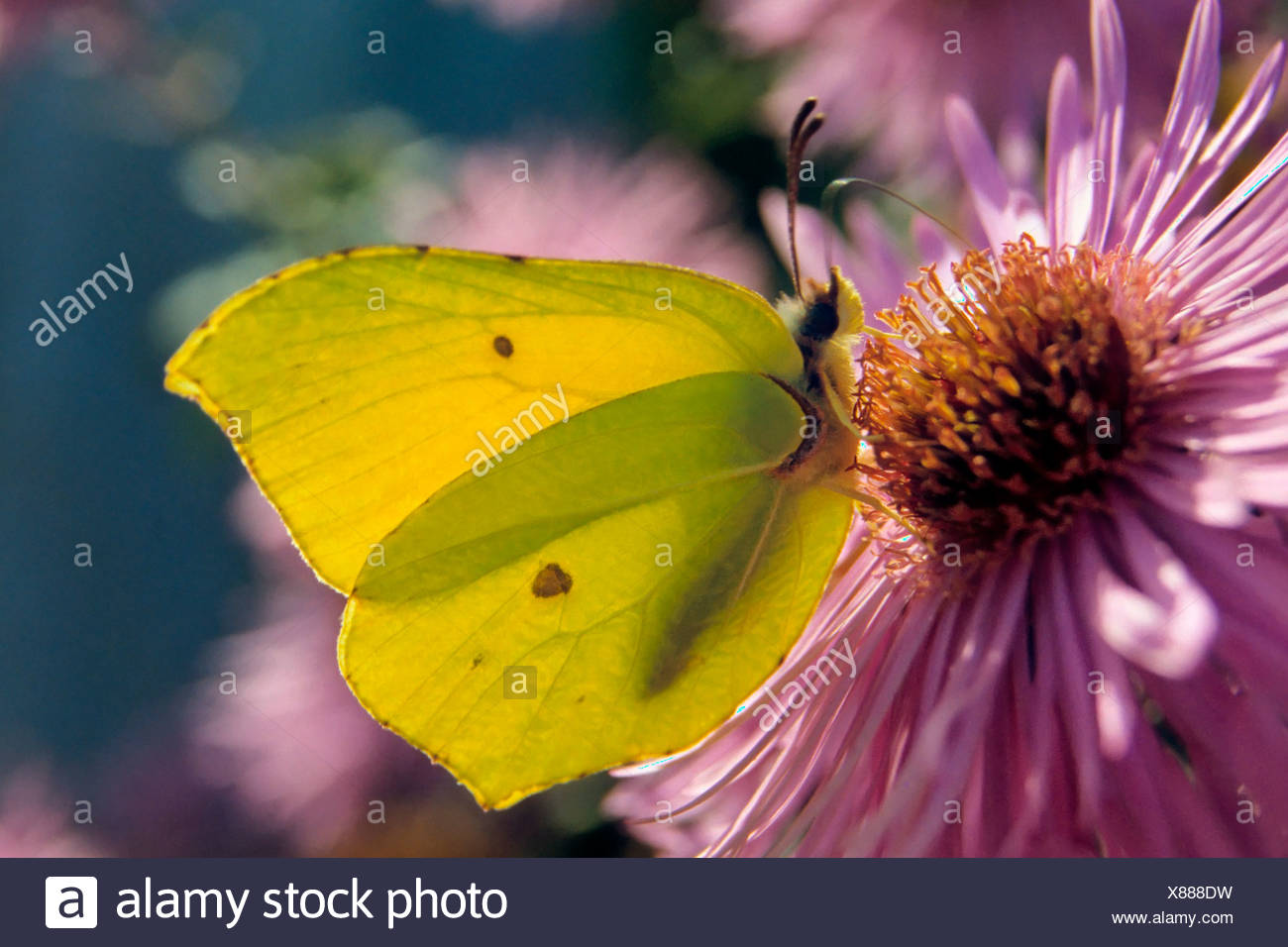 Brimstone (Gonepteryx rhamni macho) consume el néctar de una flor Foto de stock