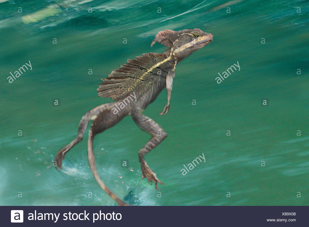 Brown basilisk Basilisk, rayas, rayas amarillas, Jesucristo lagarto Basilisk (Basiliscus vittatus), corriendo sobre el agua Foto de stock