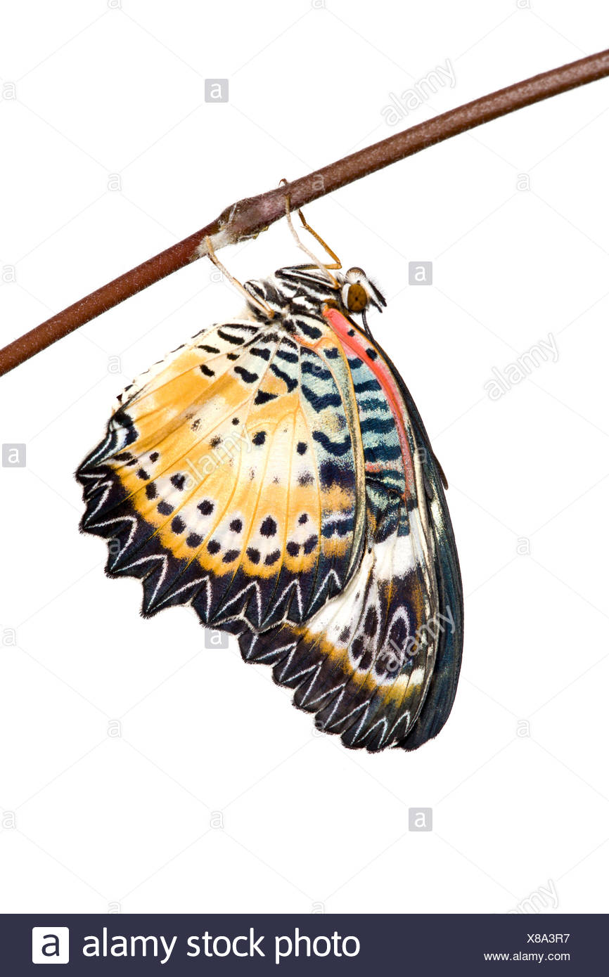Leopard lacewing (mariposa Cethosia cyane) contra un fondo blanco, cautiva, ocurre en Asia. Foto de stock