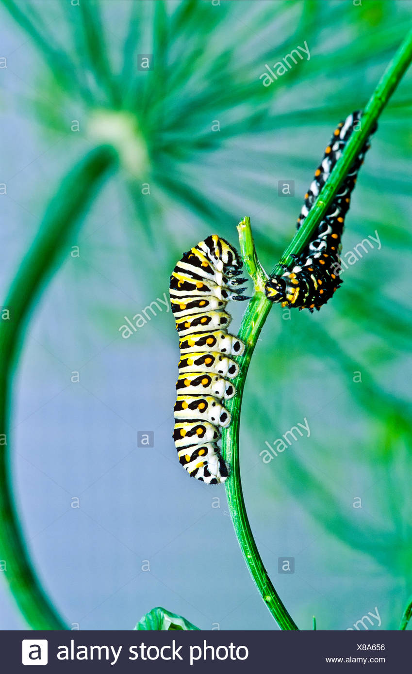 Este Especie Papilio polyxenes (larva), quinto estadio, alimentación Foto de stock